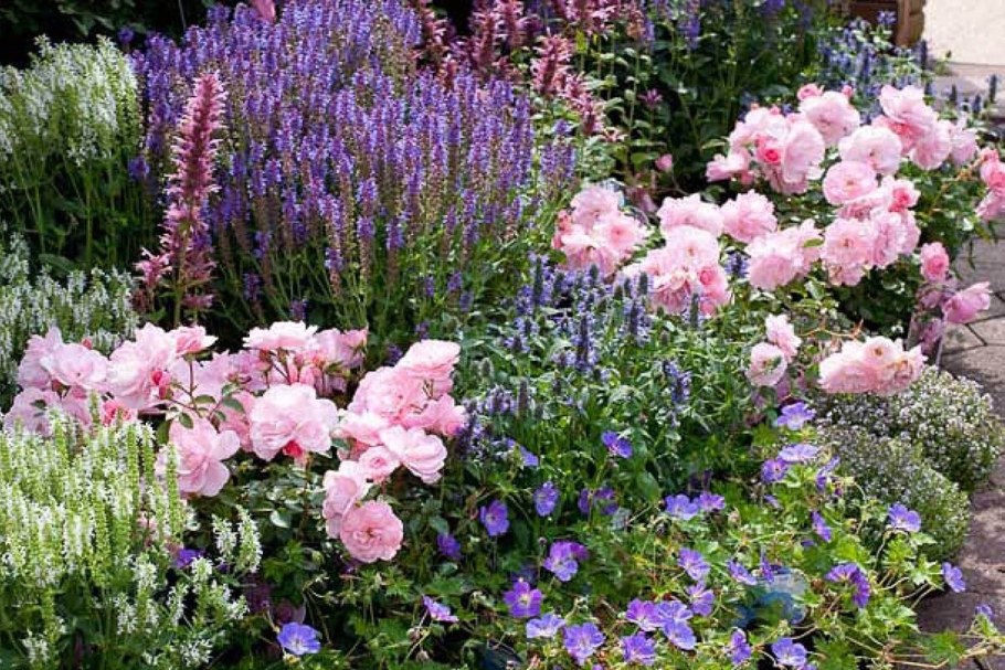 Лаванда котовник шалфей