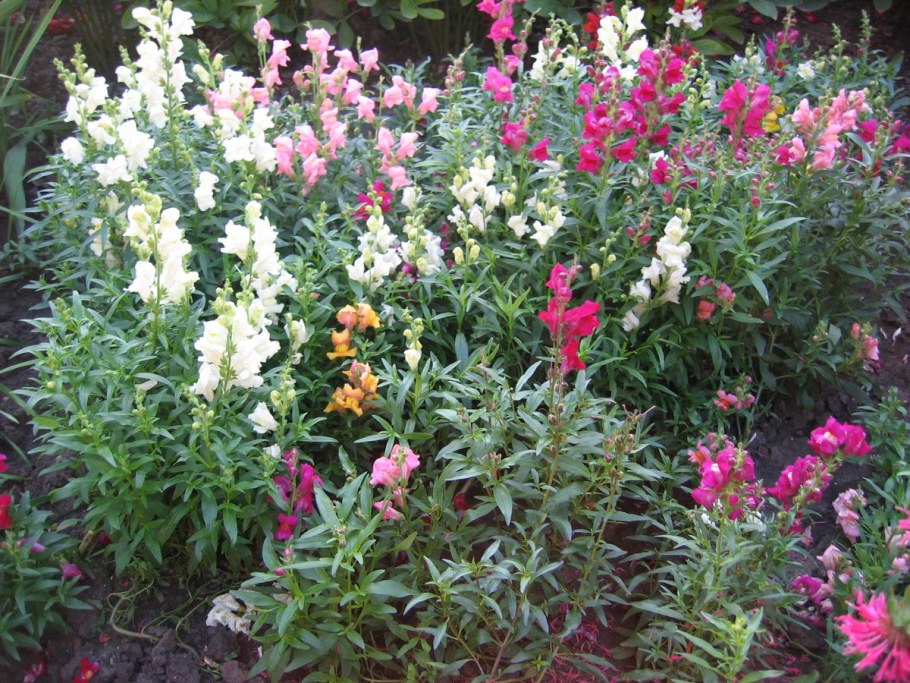 Антирринум и маттиола
