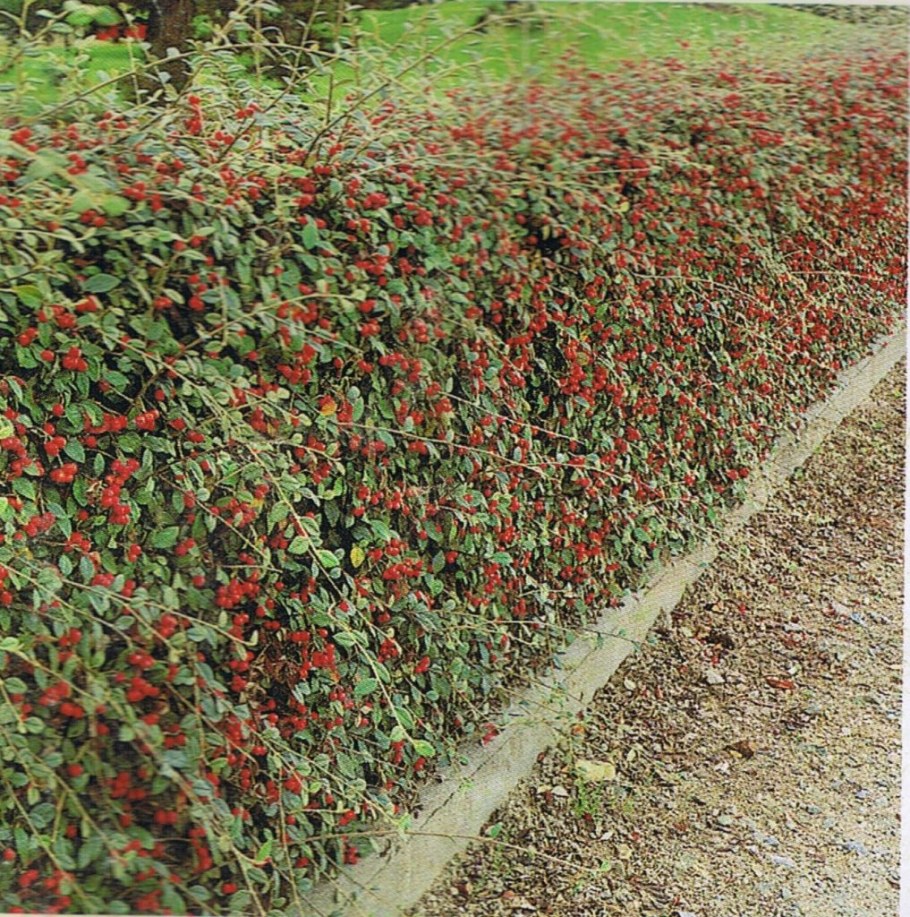 Кизильник Живая изгородь