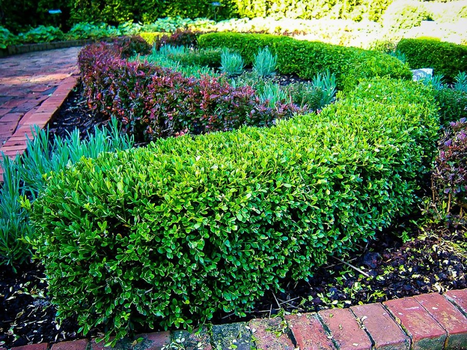 Buxus sempervirens самшит