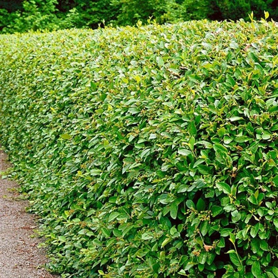 Кизильник блестящий Люцидус