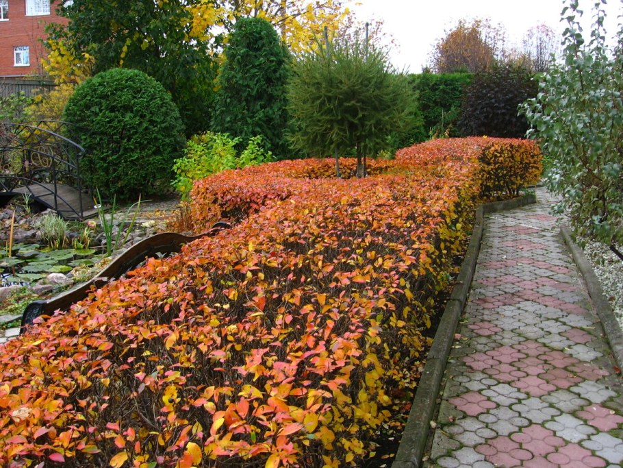 Кизильник блестящий осенью