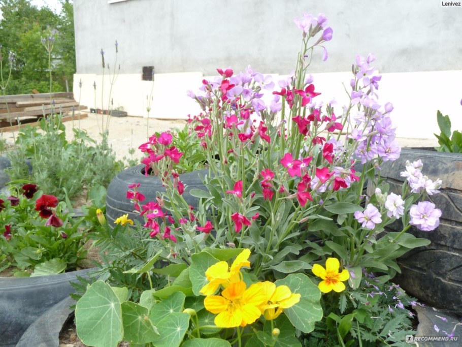 Маттиола на клумбе