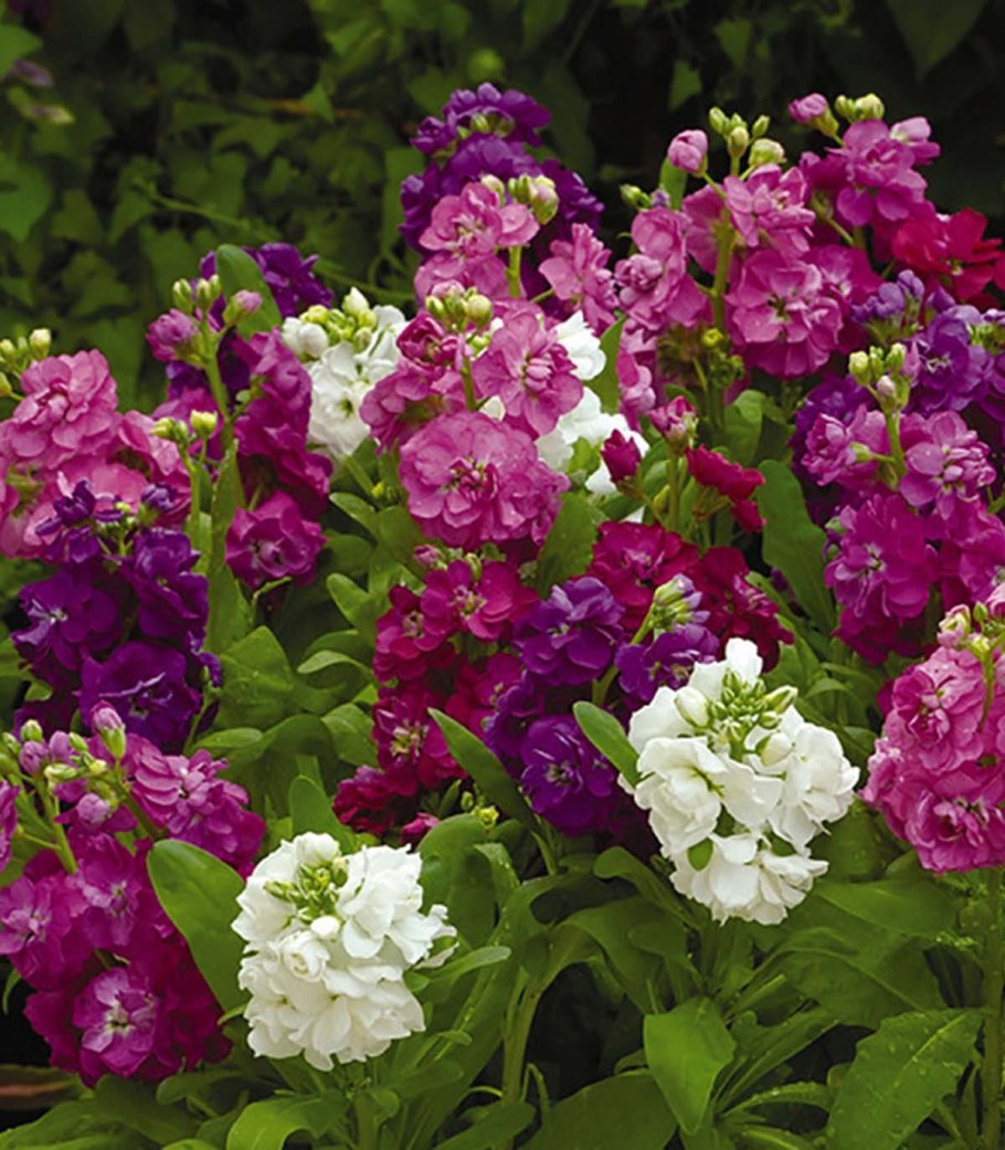 Маттиола Матильда