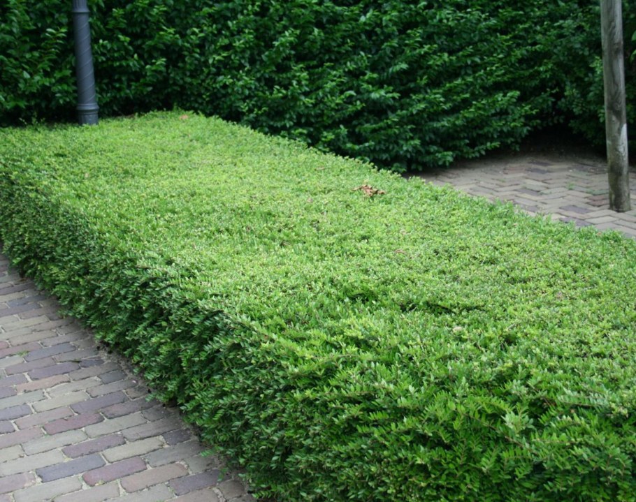 Жимолость шапочная Lonicera pileata