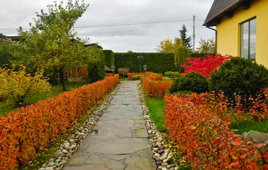 Кизильник блестящий изгородь