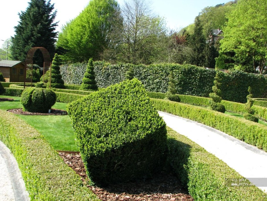 Топиарная стрижка туи Даника