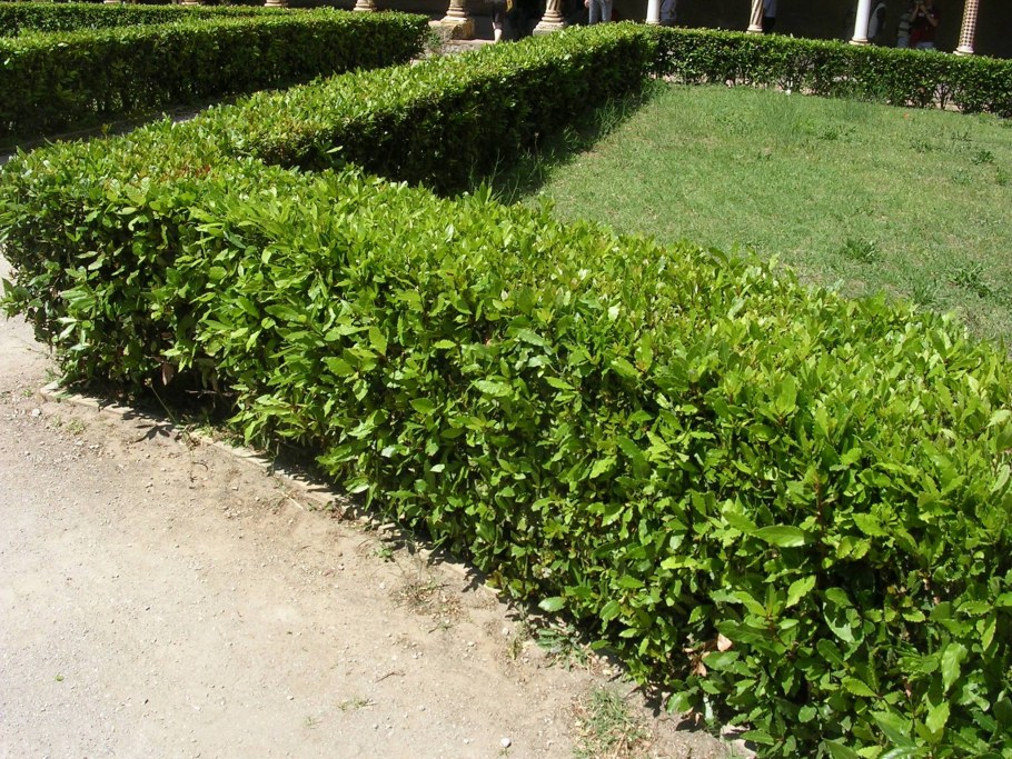 Самшит, лавровишня