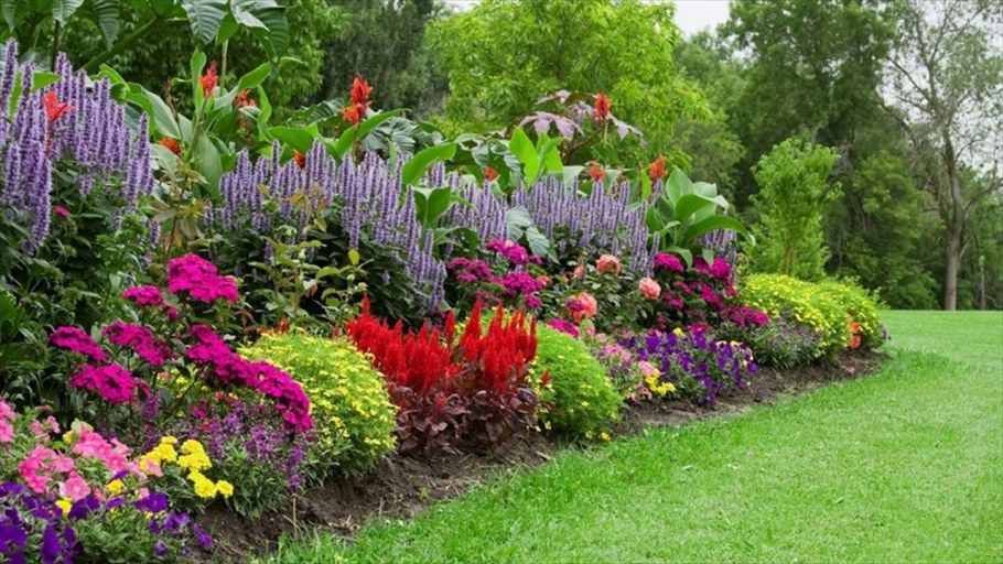 Цинии в миксбордере