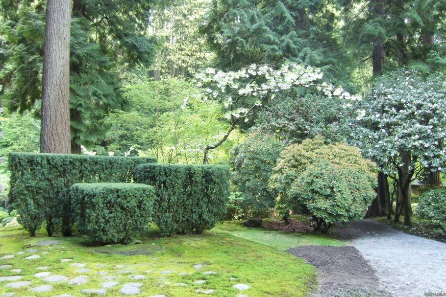 Кизильник в ландшафтном