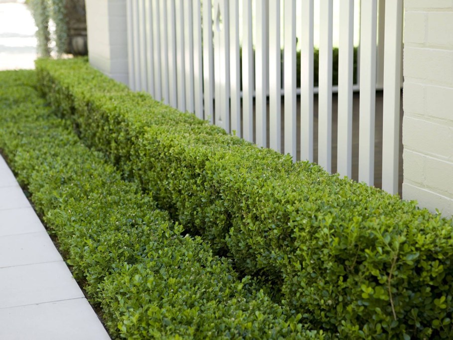 Самшит мелколистный изгородь