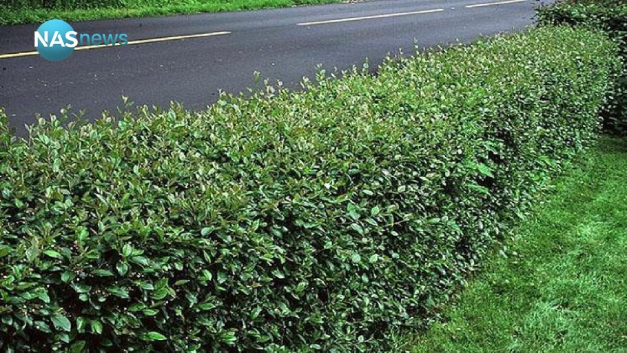 Кизильник черноплодный Живая изгородь