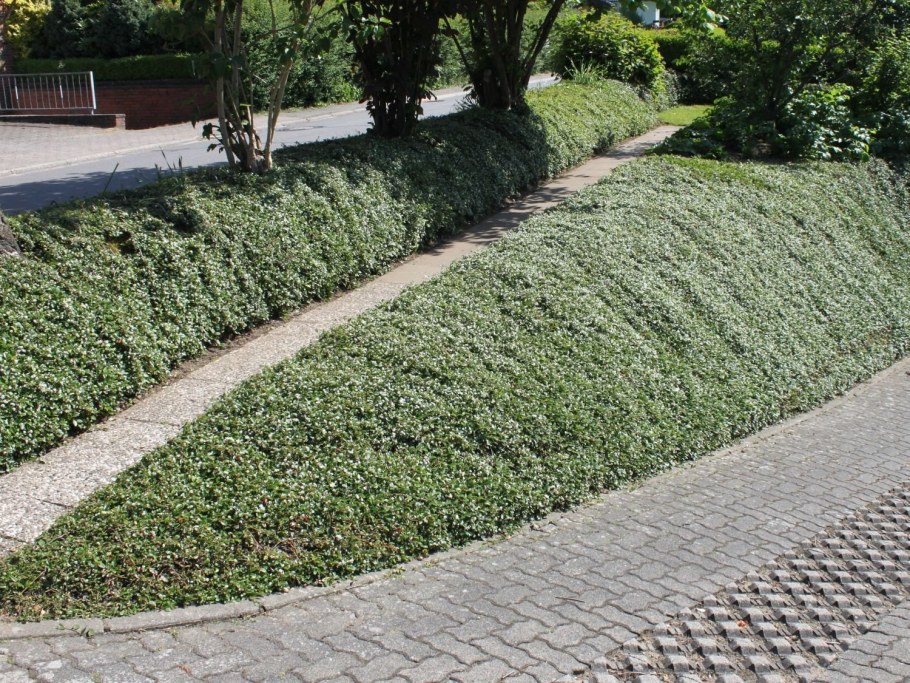 Кизильник Перпусиллис