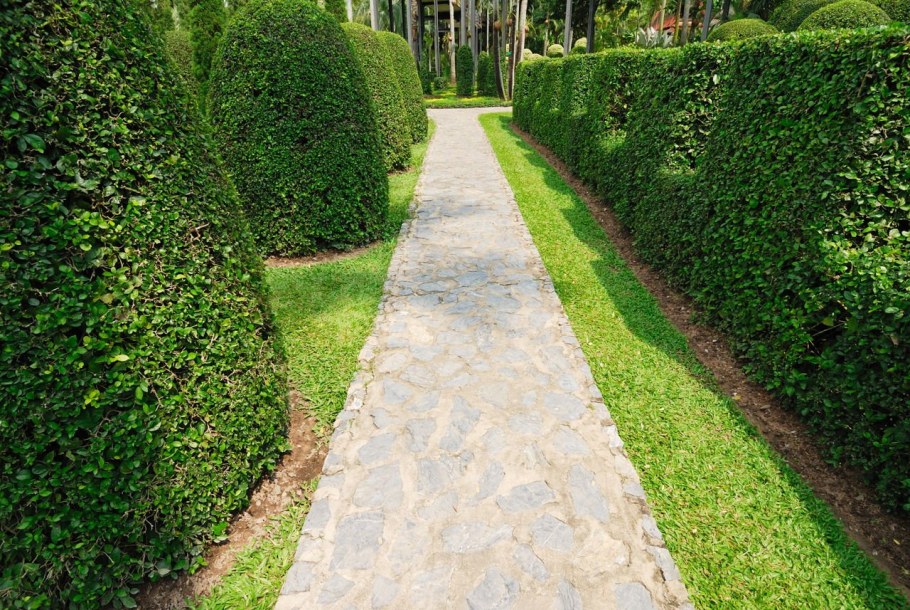 Кизильник блестящий Живая изгородь