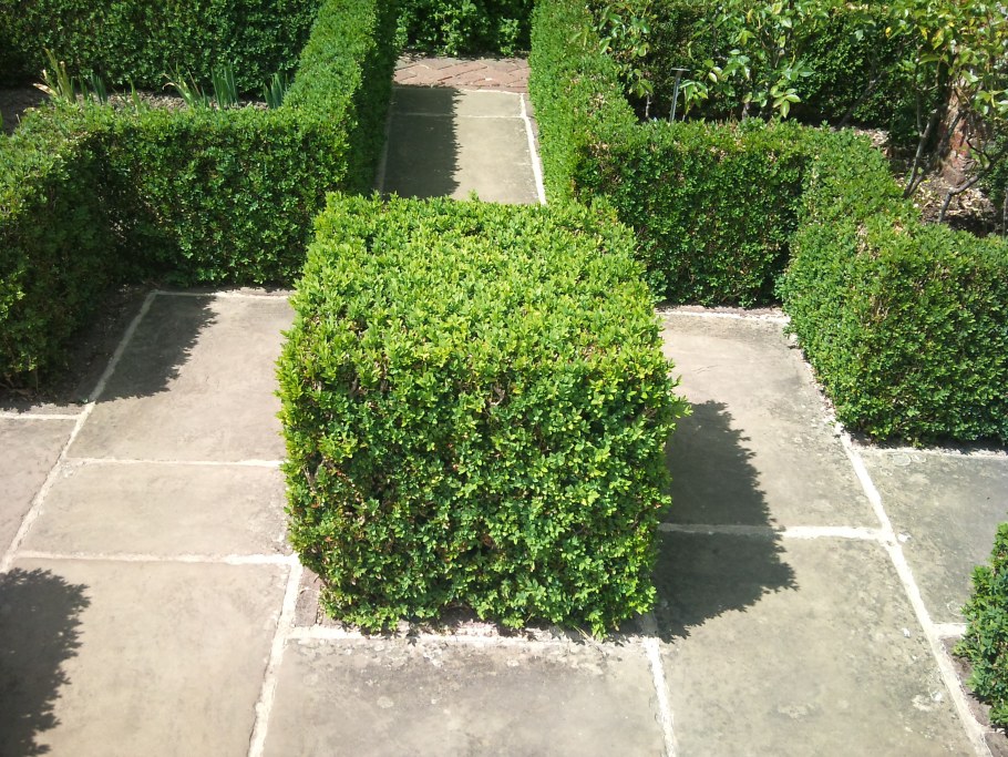 Кизильник блестящий изгородь