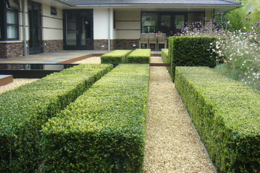 Самшит Буксус бордюрная