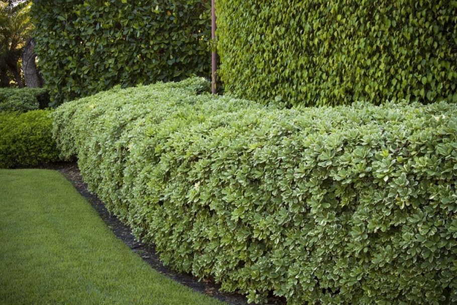 Дерен и туя в живой изгороди