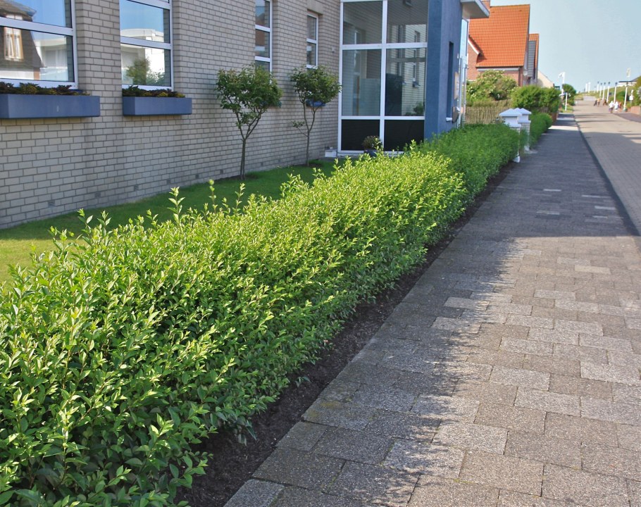 Бирючина обыкновенная Живая изгородь