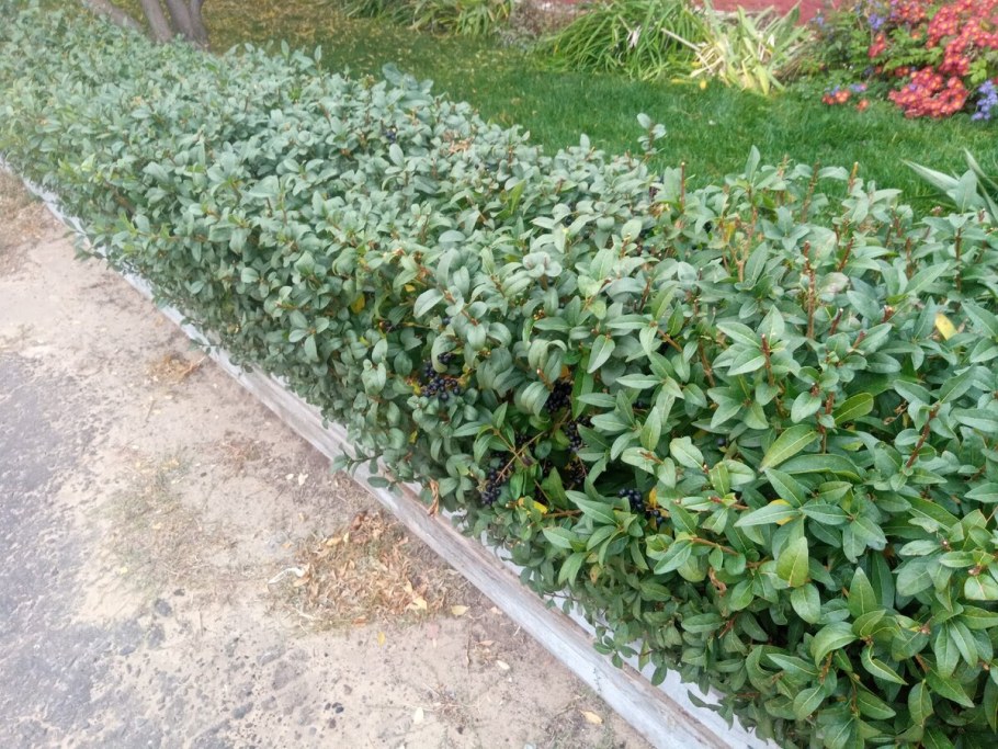 Кизильник блестящий Живая изгородь