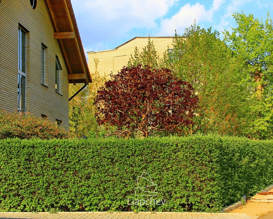 Барбарис Тунберга Мария Живая изгородь