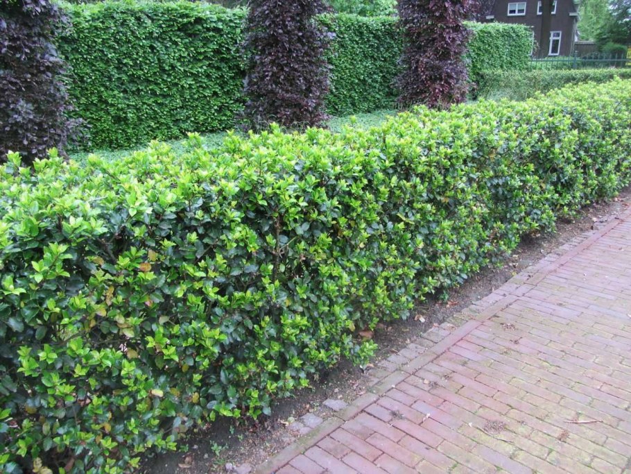 Бирючина обыкновенная Атровиренс