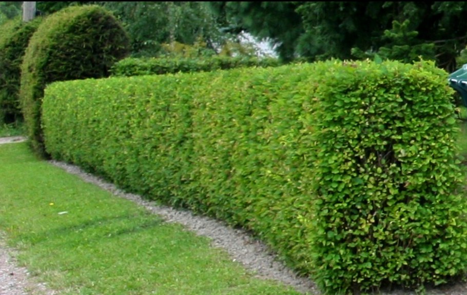 Бирючина Ауреомаргината