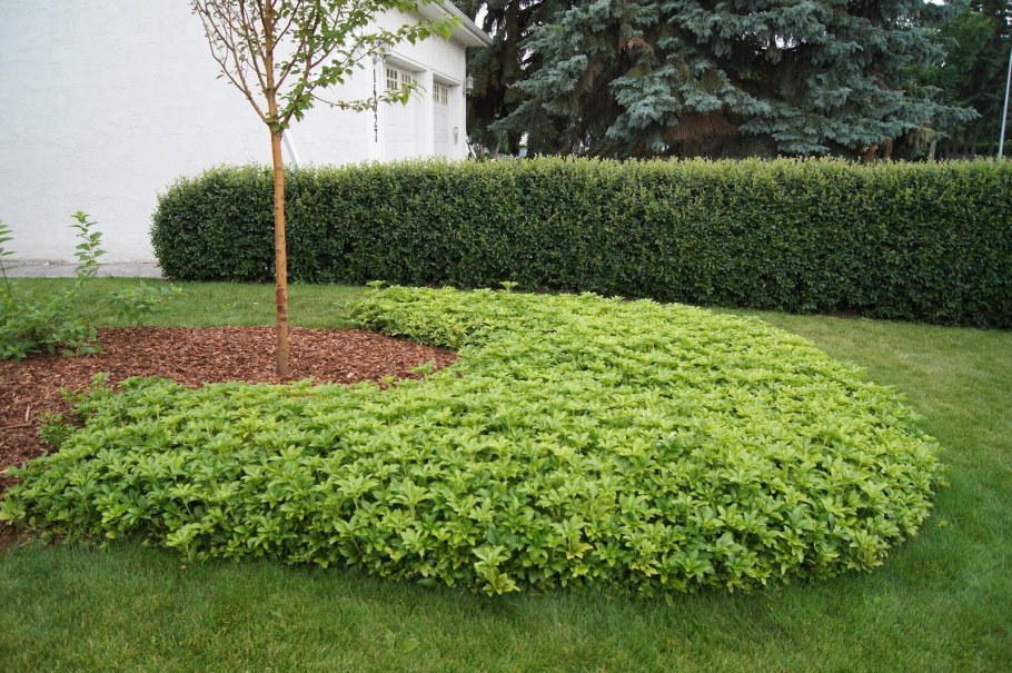 Пахизандра верхушечная Green Carpet (Грин карпет)