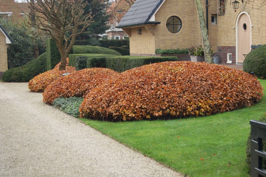 Спирея березолистная Живая изгородь