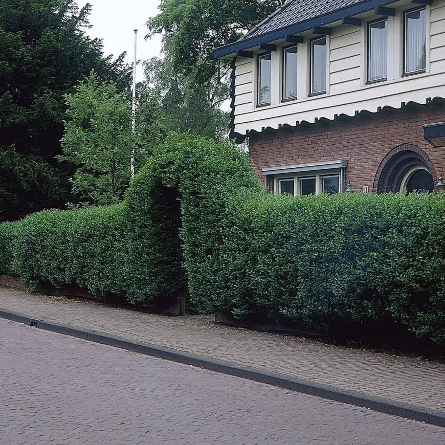 Кизильник блестящий Живая изгородь