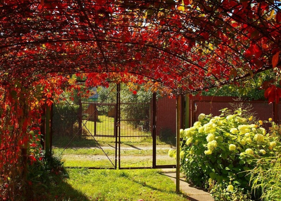 Пергола увитая плющом