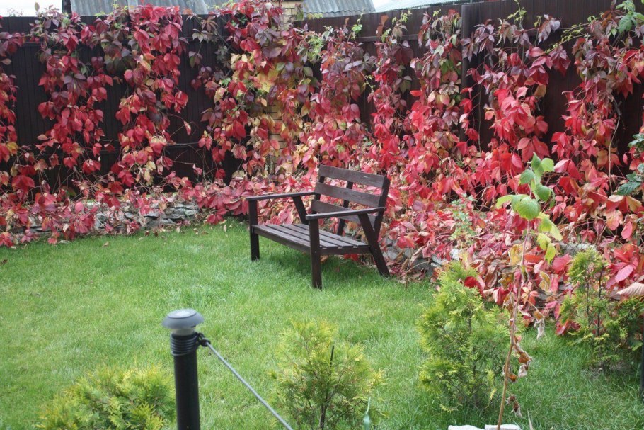 Живая изгородь дикий виноград