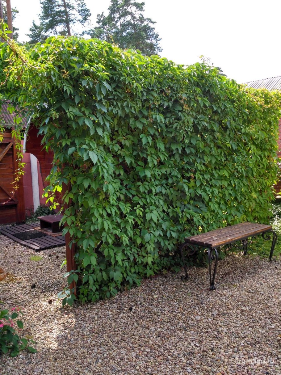 Плющ девичий виноград