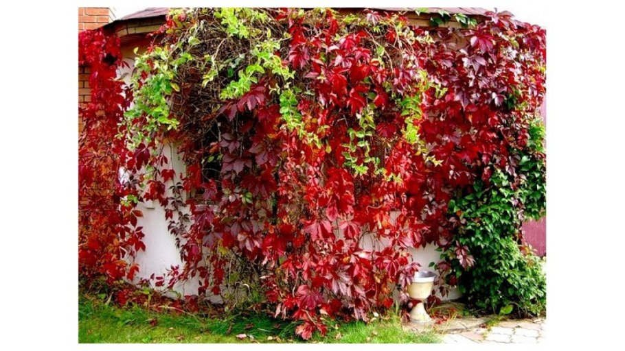 Виноград девичий пятилисточковый Parthenocissus quinquefolia