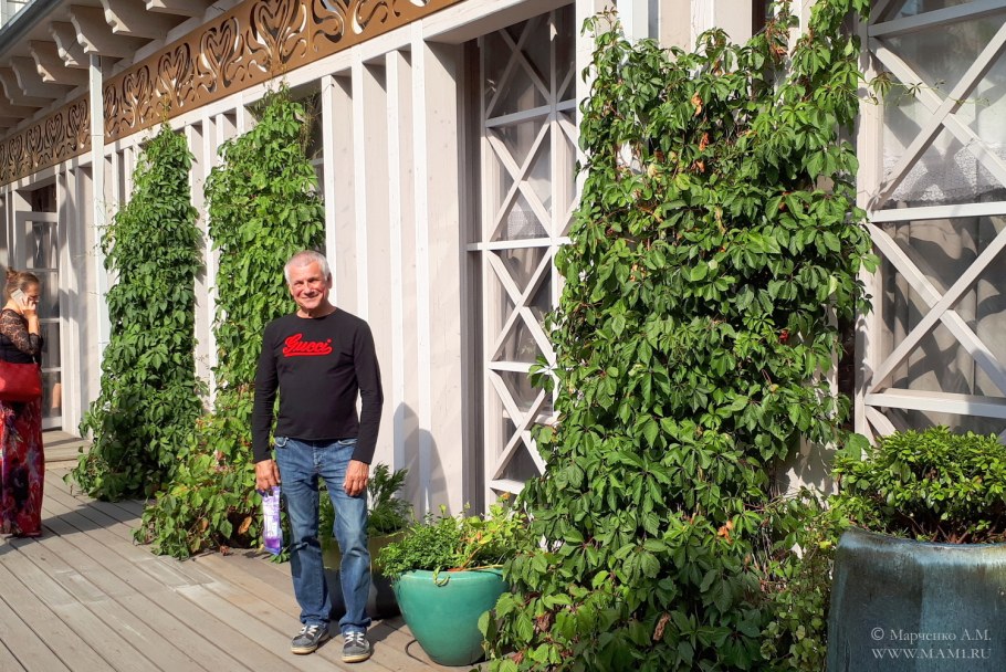 Девичий виноград пятилисточковый