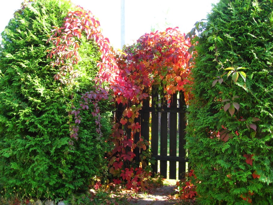 Девичий виноград пятилисточковый куст