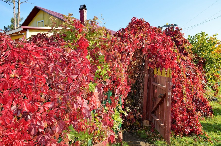 Виноград девичий пятилисточковый (сорт 'Star Showers')