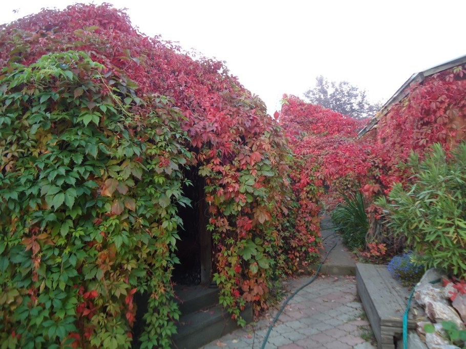 Виноград девичий пятилисточковый Мурорум