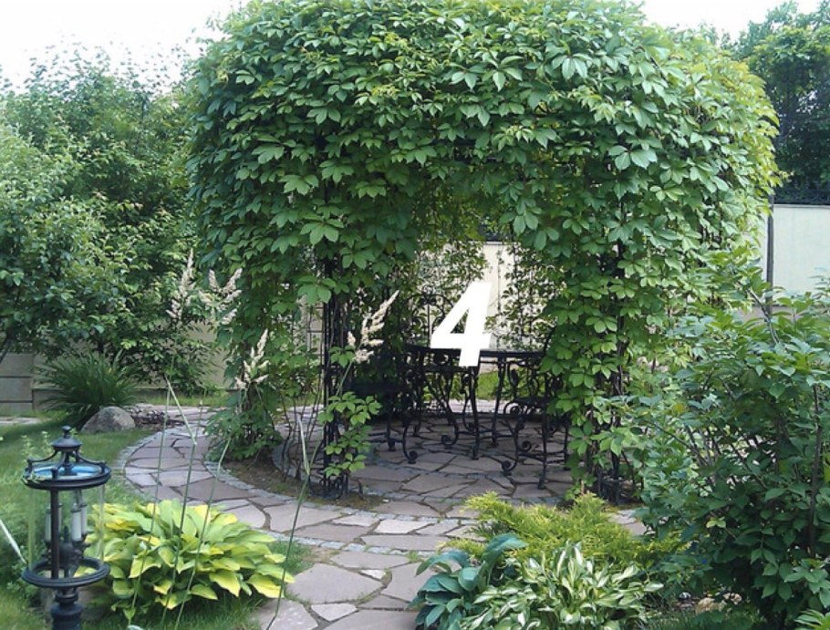 Девичий виноград на арке