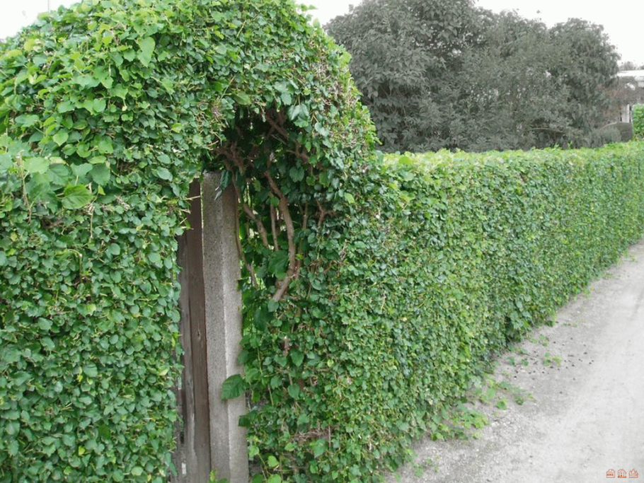 Боярышник кроваво-красный Живая изгородь