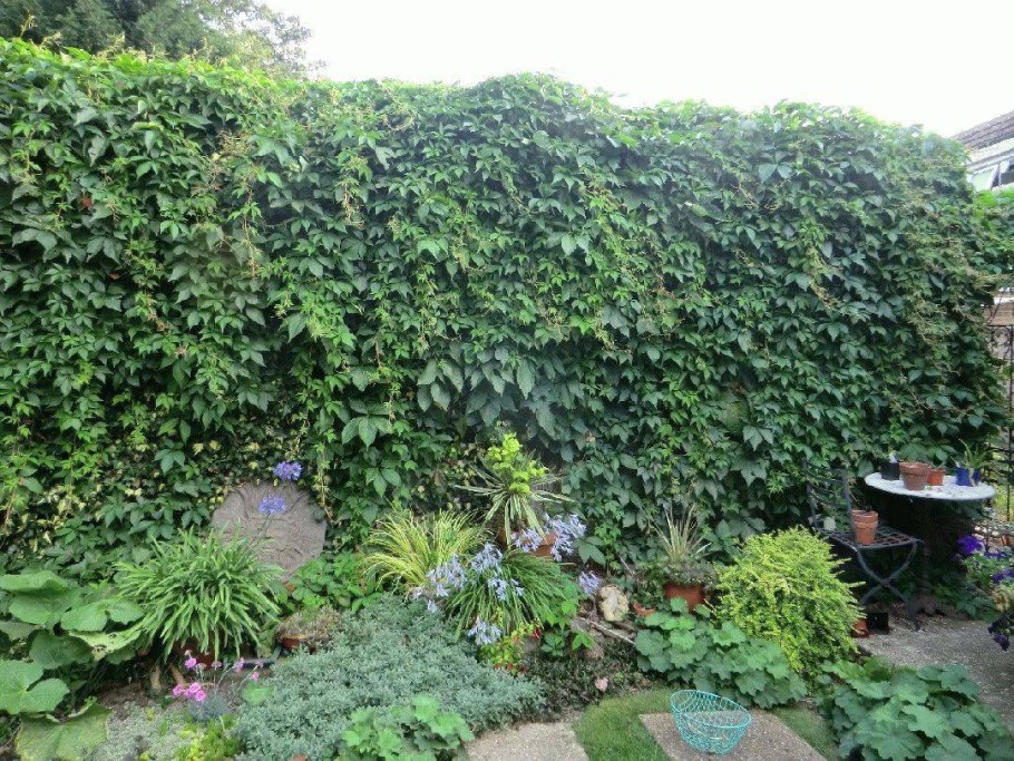 Дикий виноград с хмелем