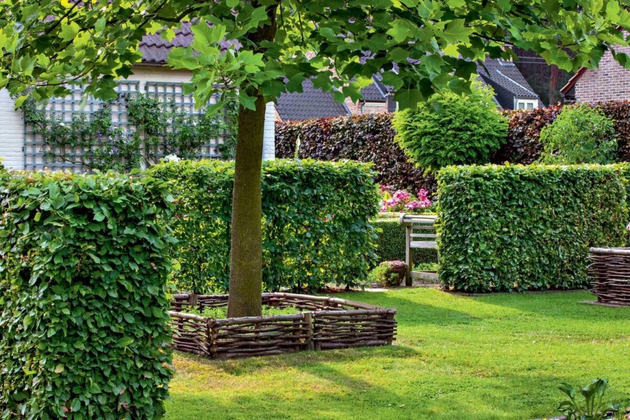 Девичий виноград Топиар