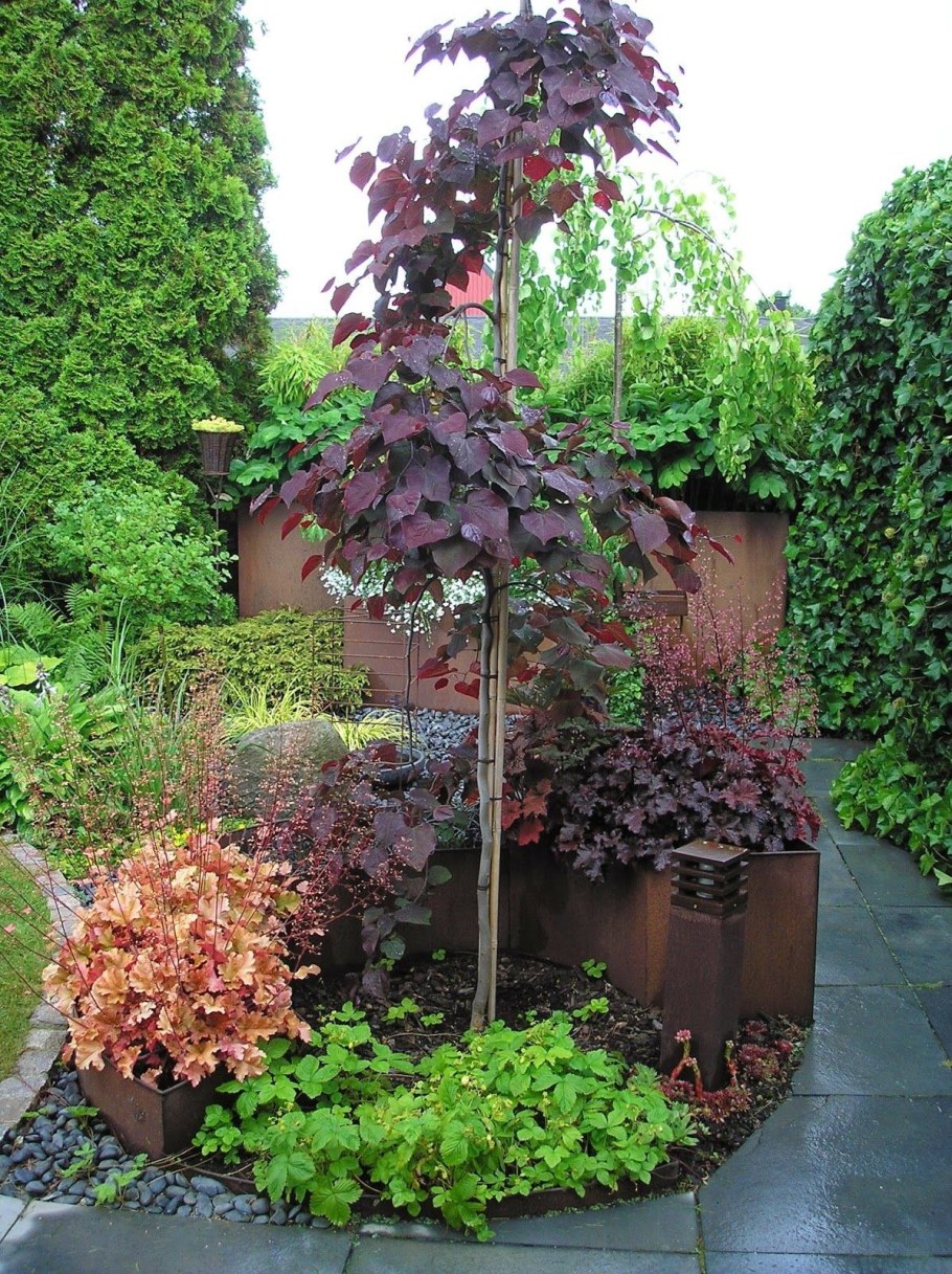 Пузыреплодник на штамбе