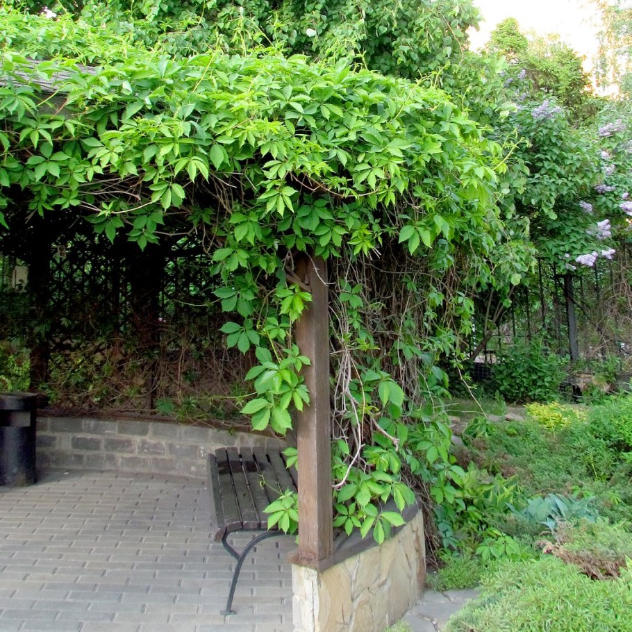 Акебия ,древовидная Лиана