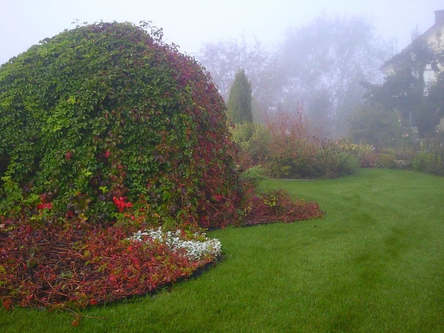 Живая изгородь дикий виноград