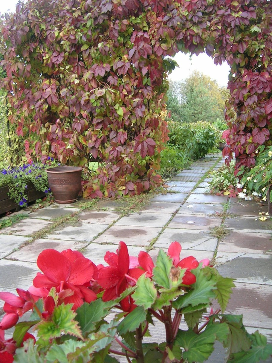 Вьюн дикий виноград