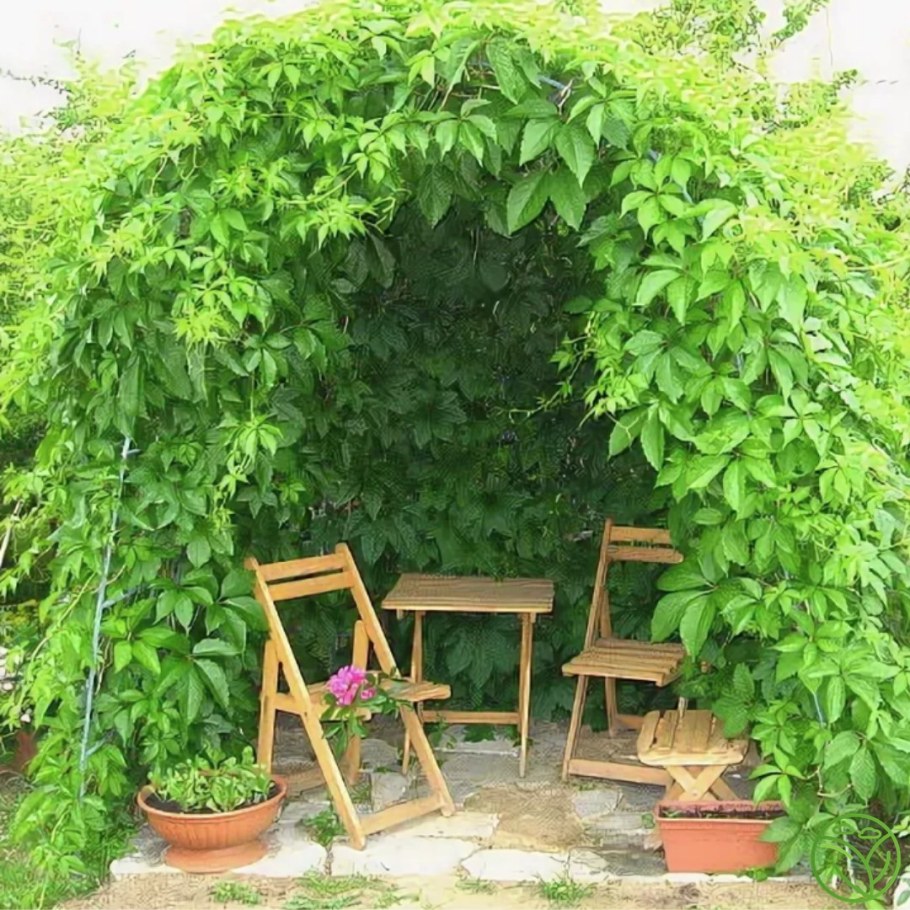 Девичий виноград и вьюны на беседке
