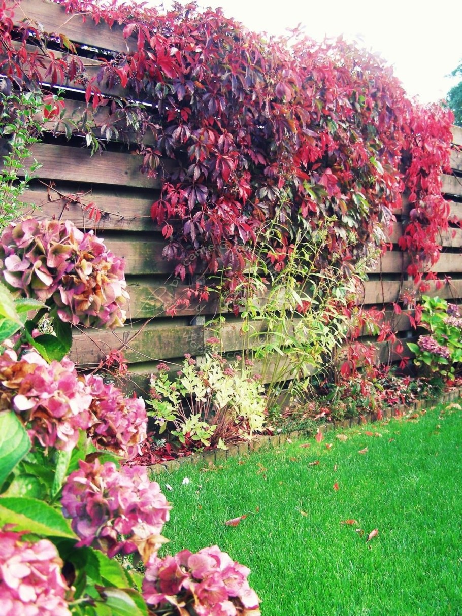 Шпалера актинидия клематис