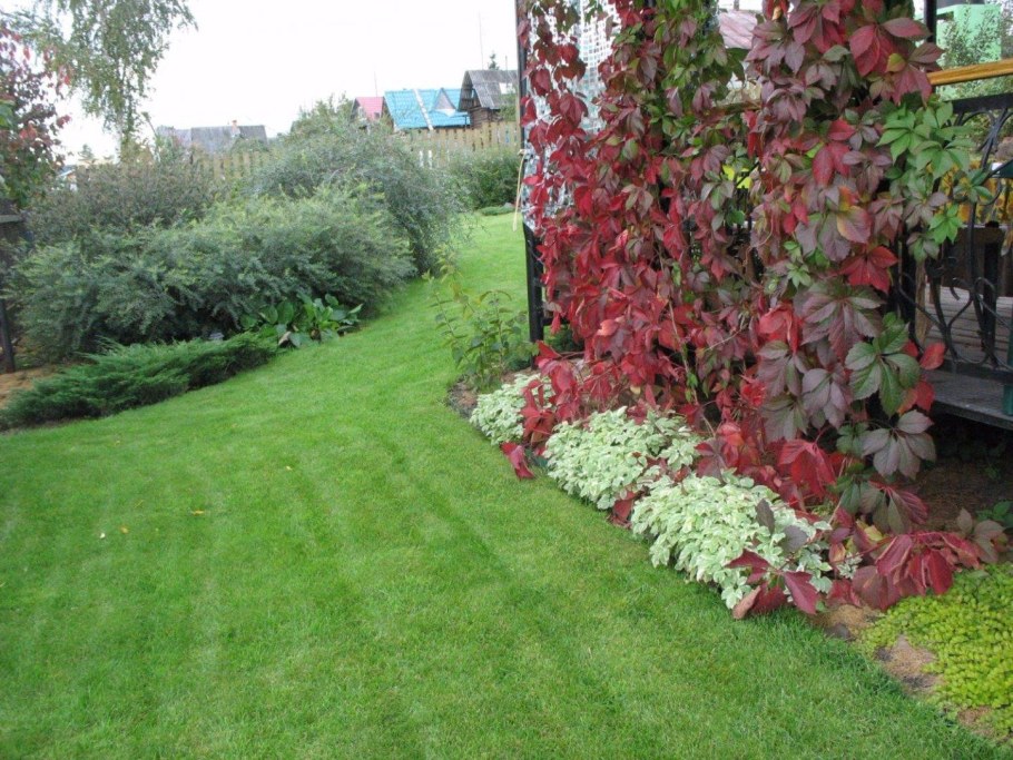 Виноград девичий триостренный Нептун