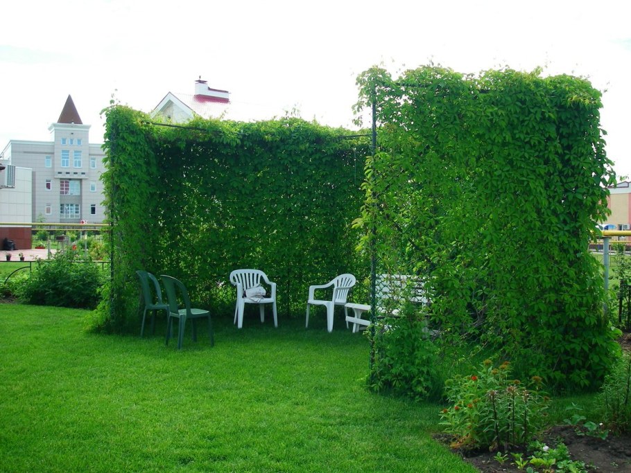 Живая изгородь французский сад Палисад