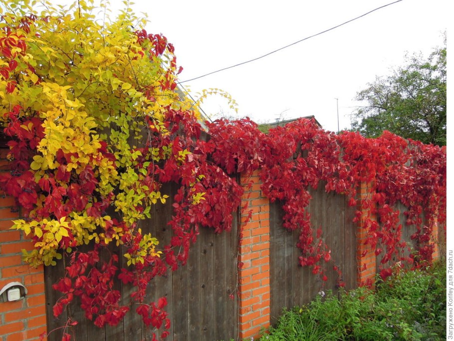 Виноград девичий-плющ обыкновенный